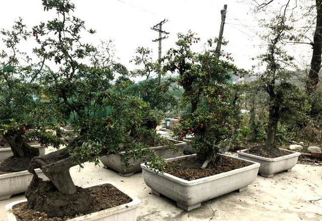 Cây hồng đá bonsai trưng Tết Nguyên đán 2019: Cây đắt nhất tới gần 1 tỷ đồng